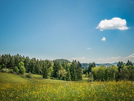 Free Meadow Nature photo and picture