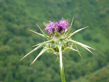 Cardo, Flor, Roxa, Espinhos