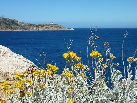 Flores Silvestres, Amarelo, Mar