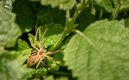 Spinne, Insekt, Spinnentier, Nahaufnahme