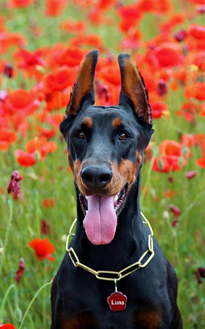 Free Doberman Dog Headache Poppy photo and picture