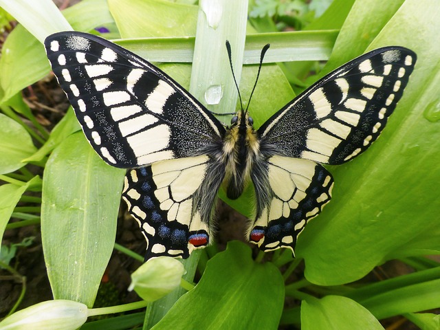 Free Butterfly To Dye photo and picture
