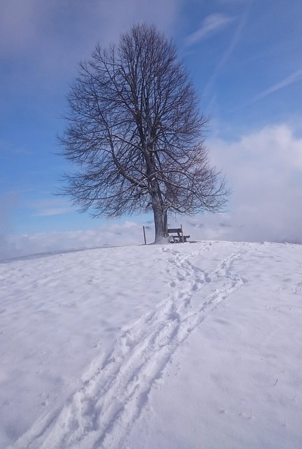 Free Tree Snow photo and picture