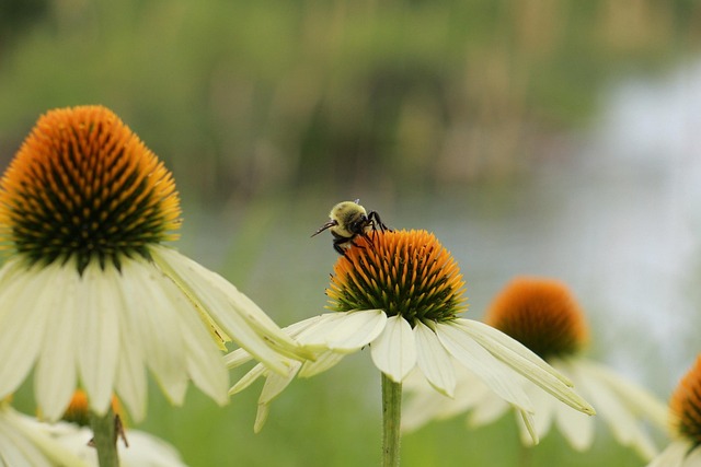 Free Flowers Insects photo and picture