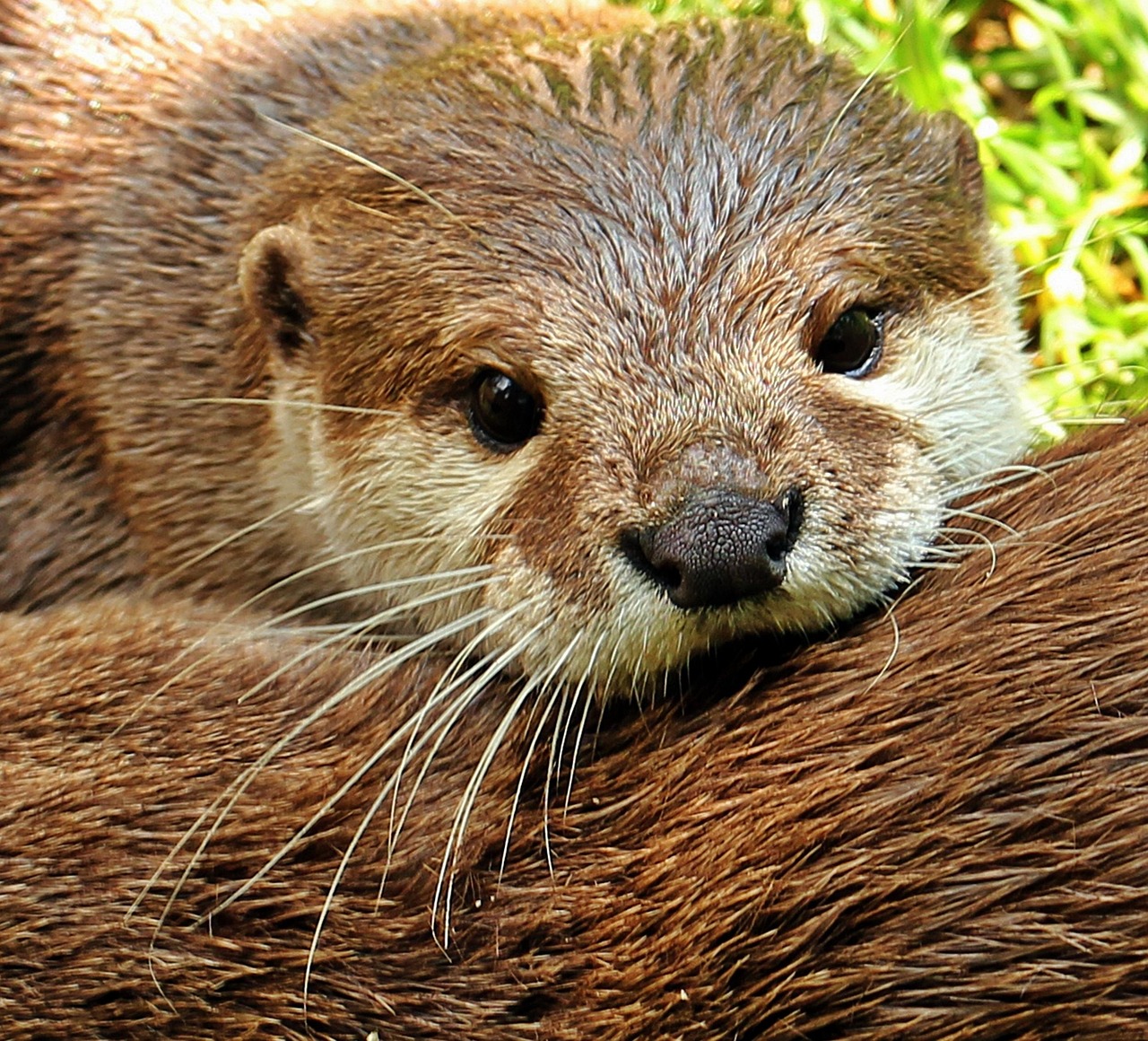 100 000 Free Sea Otter Otter Images Pixabay 100 000 Free Sea Otter Otter Images Pixabay