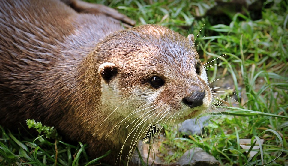 Odder Otter Baby Otter Baby Gratis Foto P Pixabay Odder Otter Baby Otter Baby Gratis Foto P Pixabay