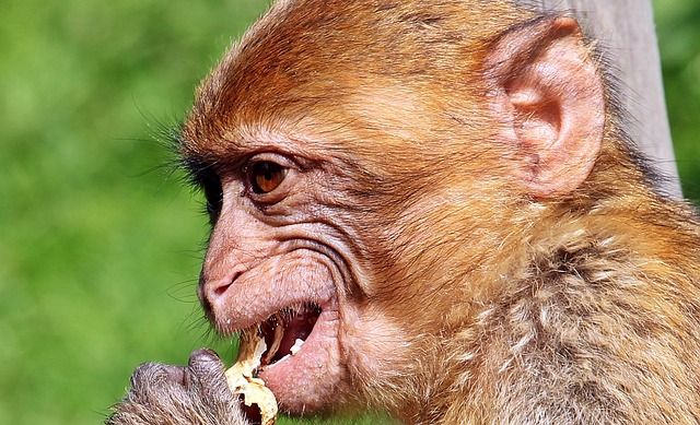 Free Barbary Macaque Ape photo and picture