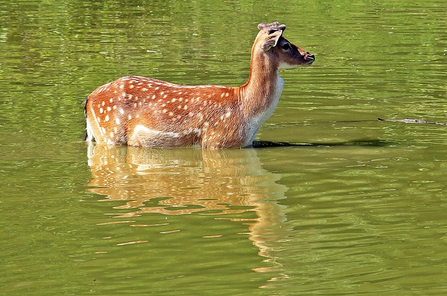 wild, deer, fallow deer, nature, animal, roe deer, mammal, shy, vigilant, water, cooling down, lake, to bathe, relax, waters, deer stands in the water, deer cools down, water reflection, deer, deer, deer, deer, deer