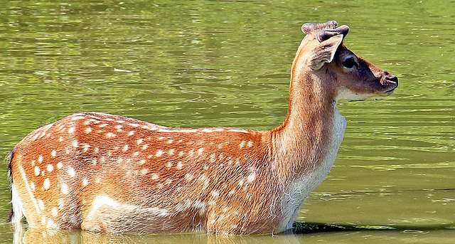 wild, deer, fallow deer, nature, animal, roe deer, mammal, shy, vigilant, water, cooling down, lake, to bathe, relax, waters, deer stands in the water, deer cools down, deer, deer, deer, deer, deer, fallow deer, roe deer, shy