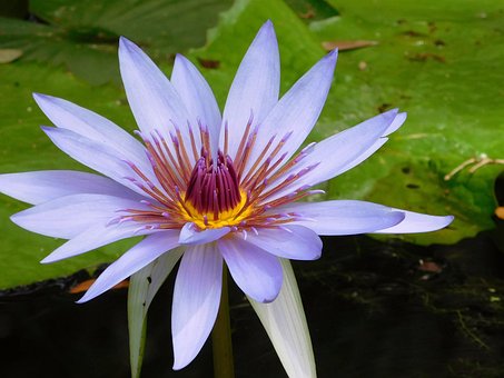 Seerose, Lilie, Blaue Blume, Pflanze