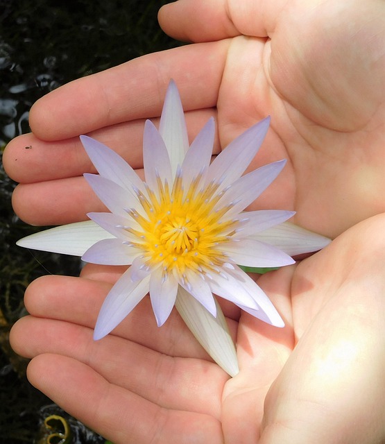 Seerose, Seerose Und Hände, Blume