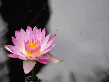 Seerose, Lila Seerose, Natur