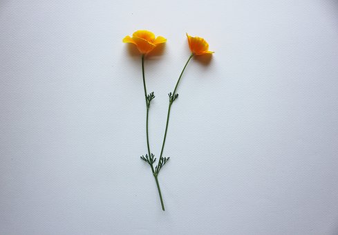 Klaprozen, Californië, Papaver, Oranje