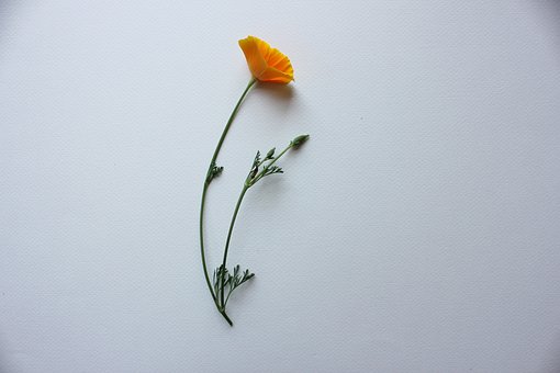 Klaprozen, Californië, Papaver, Oranje