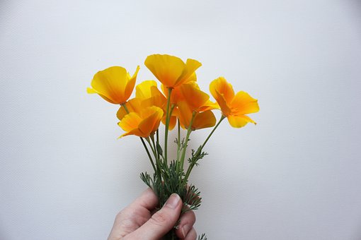 Klaprozen, Californië, Papaver, Oranje