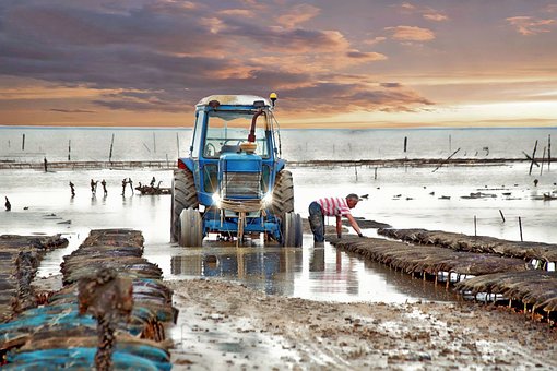 Free Oysters Work photo and picture