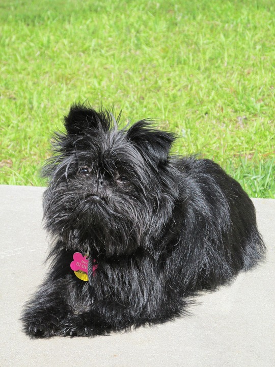 Hund, Affenpinscher, Haustier, Rasse, Affe-Terrier