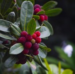 myrica rubra, madroño, moai
