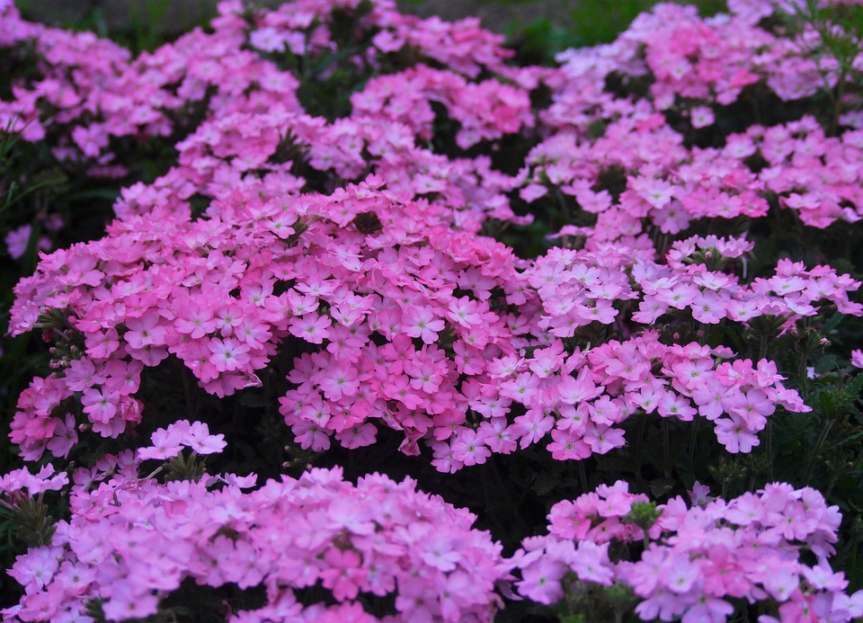 Primavera Color Rosa Primavera Flores Color De Rosa - Foto gratis en Pixabay - Pixabay
