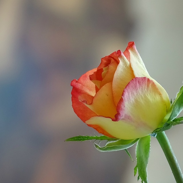 Rose, Blume, Rot, Gelb, Fokus, Liebe