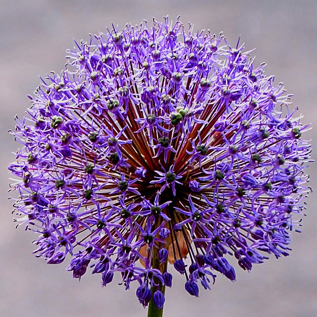 Blume, Pflanze, Blau, Fokus, Nahaufname