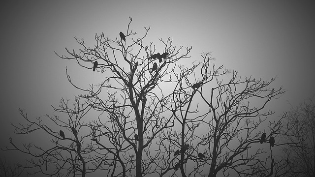 Schwarz, Weiß, Baum, Vögel, Tiere