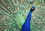 peacock, animal, bird