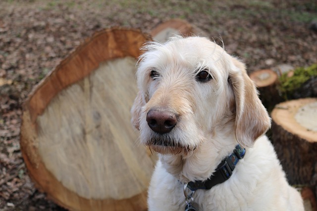 Free Dog Labradoodle photo and picture