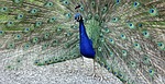 peacock, animal, bird