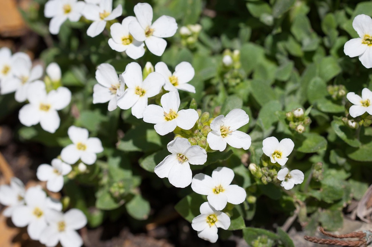 西洋菜 十字花科的 开花 - Pixabay上的免费照片 - Pixabay