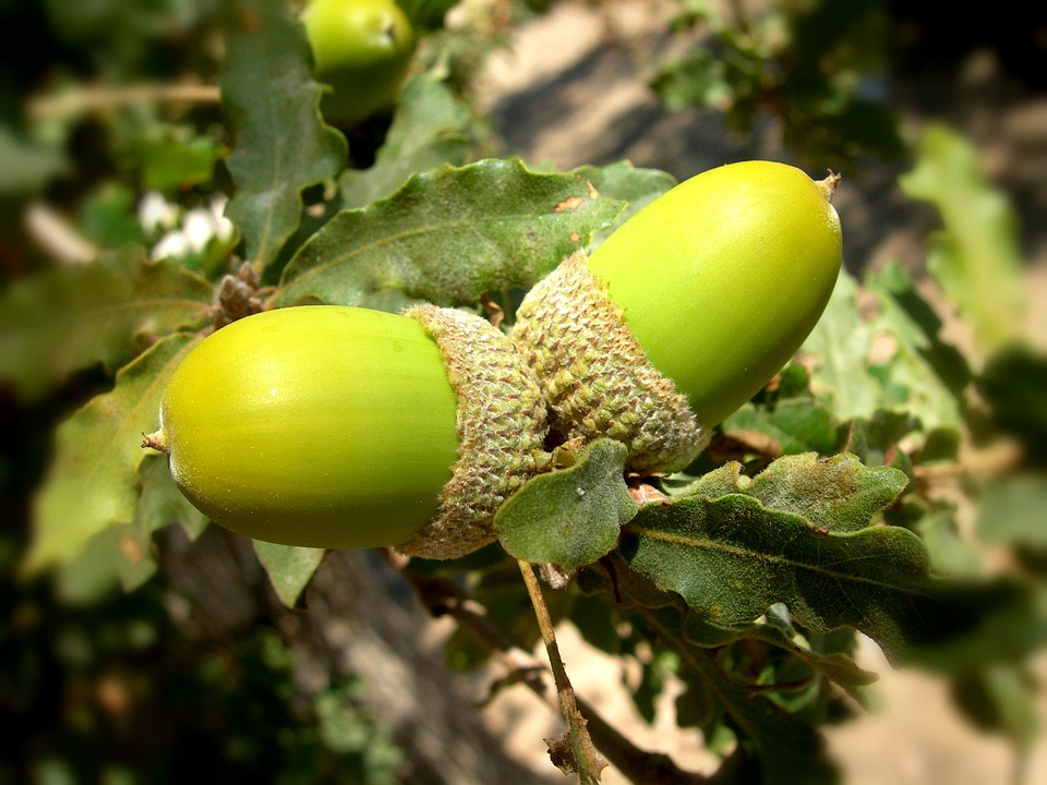 Free photo Acorns, Oak, Tree, Summer, Green Free Image on Pixabay