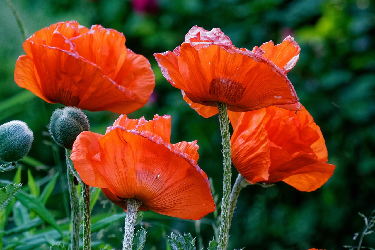 Poppy Wither Wilt Free photo on Pixabay