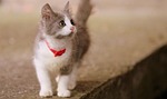 cat, small, cute