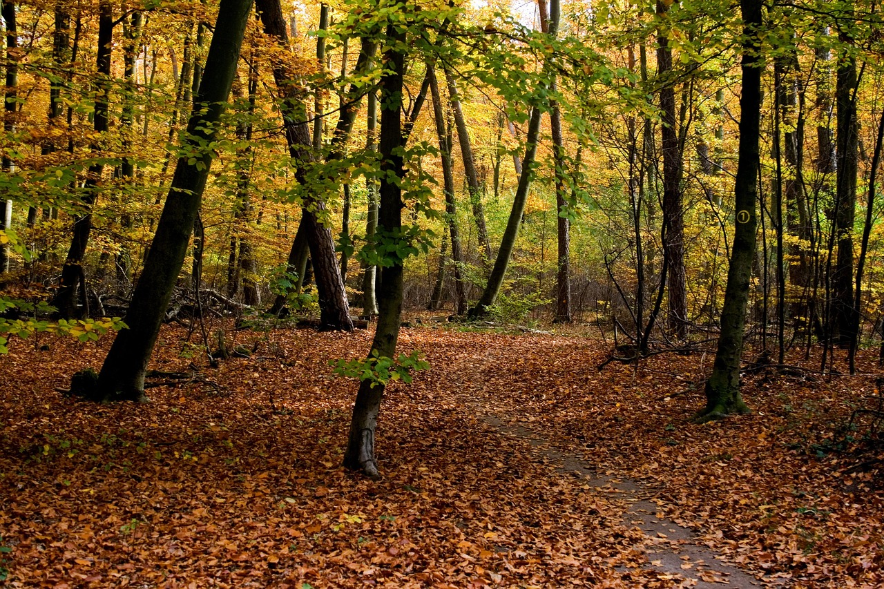 Fall To Dye Forest Autumn - Free photo on Pixabay - Pixabay