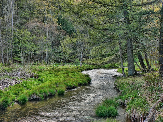 Free Stream Forest photo and picture