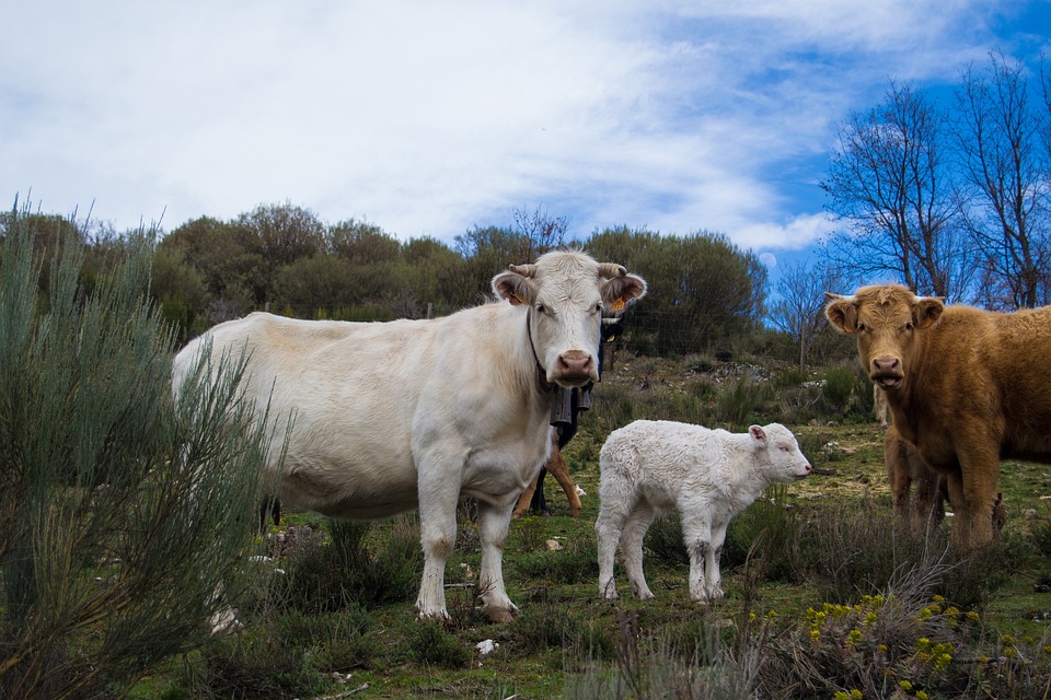 Cow Field Livestock · Free photo on Pixabay