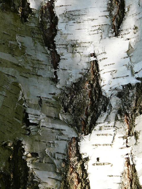 Birk, Bark, Belastning, Skov, Træstamme