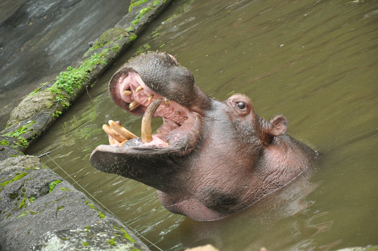 hippopotamus-1441349_1280.jpg