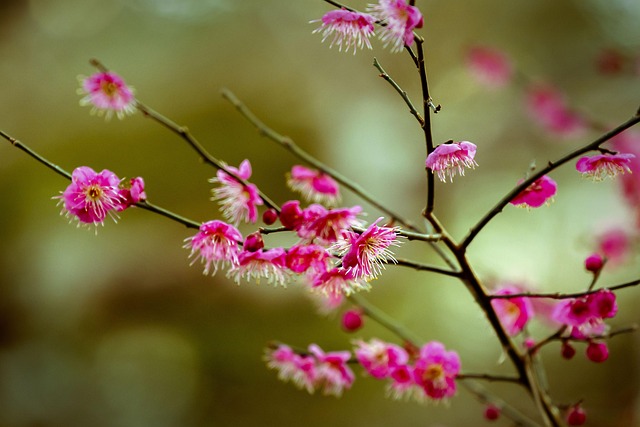 Free Flowers Plum photo and picture
