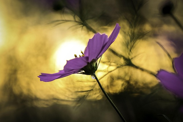 Free Flowers Cosmos photo and picture