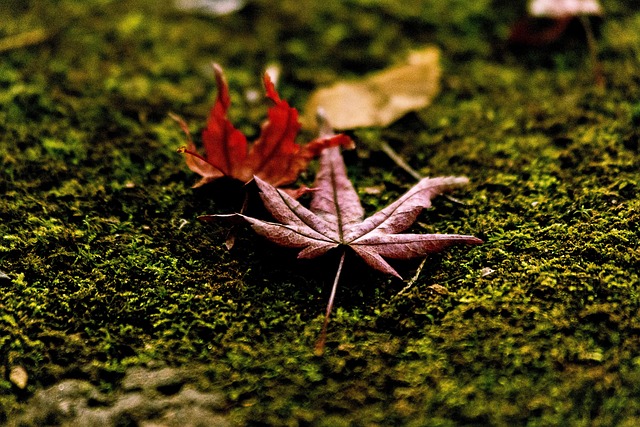 Free Fallen Leaves Moss photo and picture