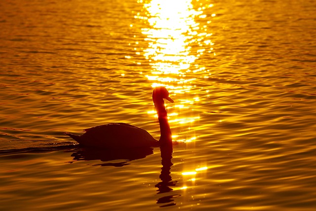 Free Swan Bird photo and picture