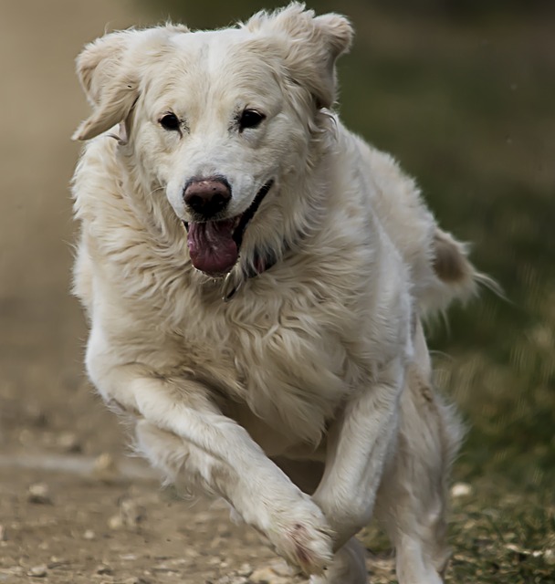 Zlatý Retriever, Bílý, Pes, Zvíře, Zlatý