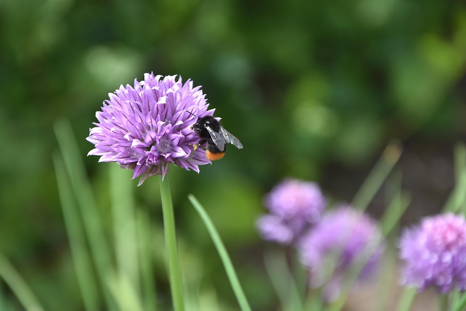 Flower Chive Bee - Free photo on Pixabay - Pixabay
