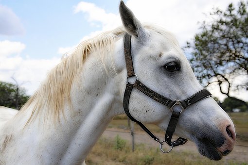 Free Horse Mane photo and picture