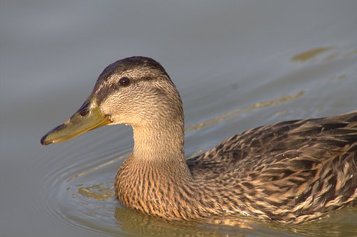 Stokkand, And, Vannfugler, Natur, Vann