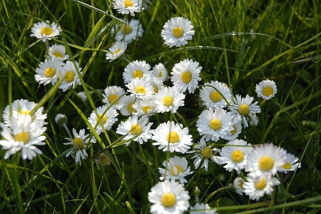 Free Daisy Blossom photo and picture