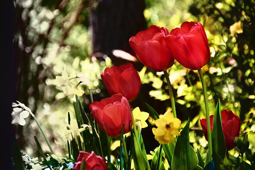 Free Blossoms Tulips photo and picture