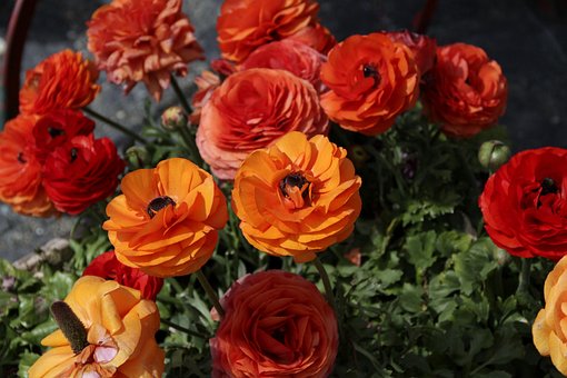 Free Ranunkeln Flower photo and picture