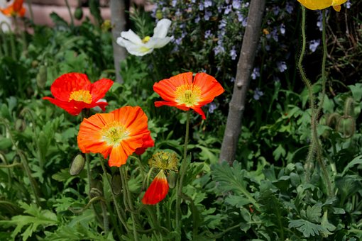 Free Flower Poppy photo and picture